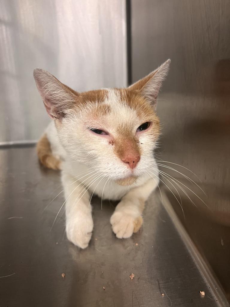 Enlarge Morton, a Adoptable mixed breed in La Porte, IN image 3/3