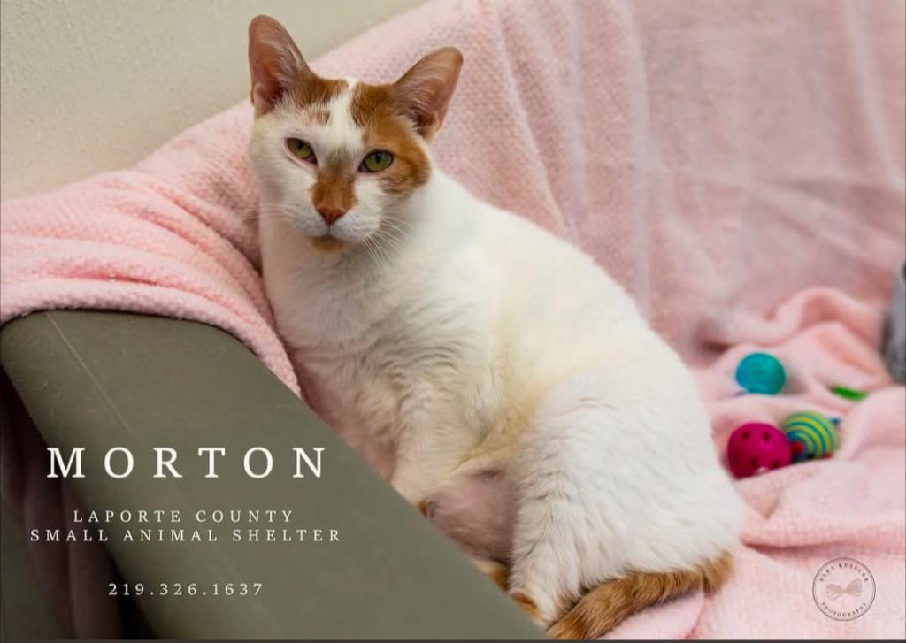 Enlarge Morton, a Adoptable mixed breed in La Porte, IN image 4/4