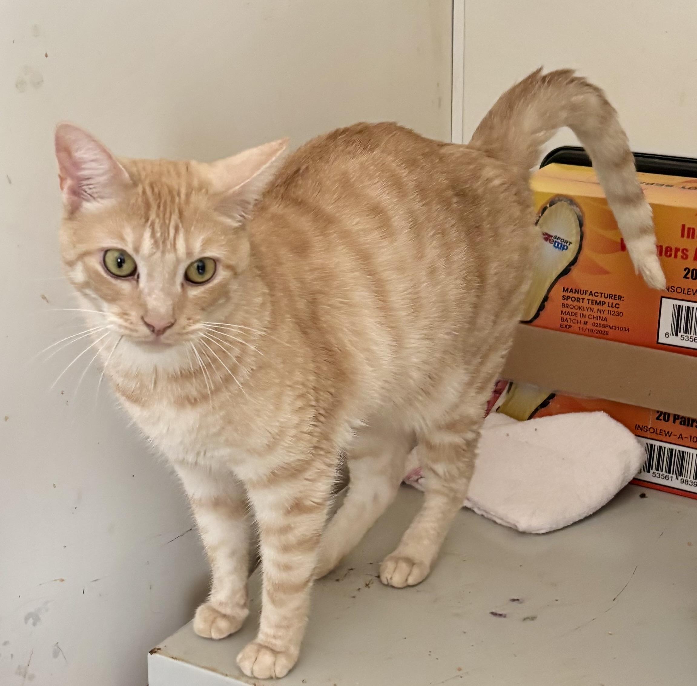 LEO (front declawed), adopted, Adult Male Domestic Short Hair.