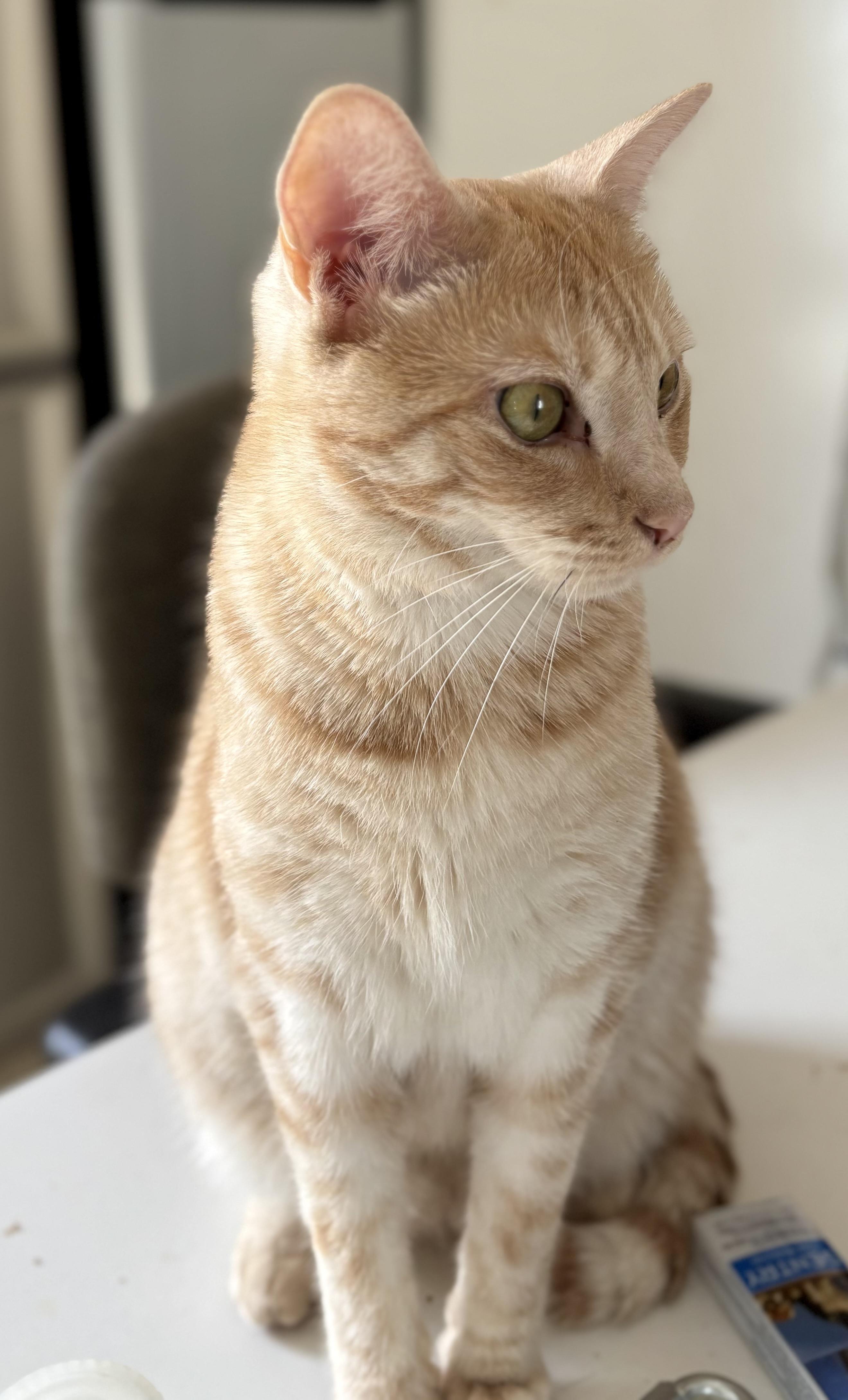 Enlarge LEO (front declawed), an adopted mixed breed in Owensboro, KY image 2/5