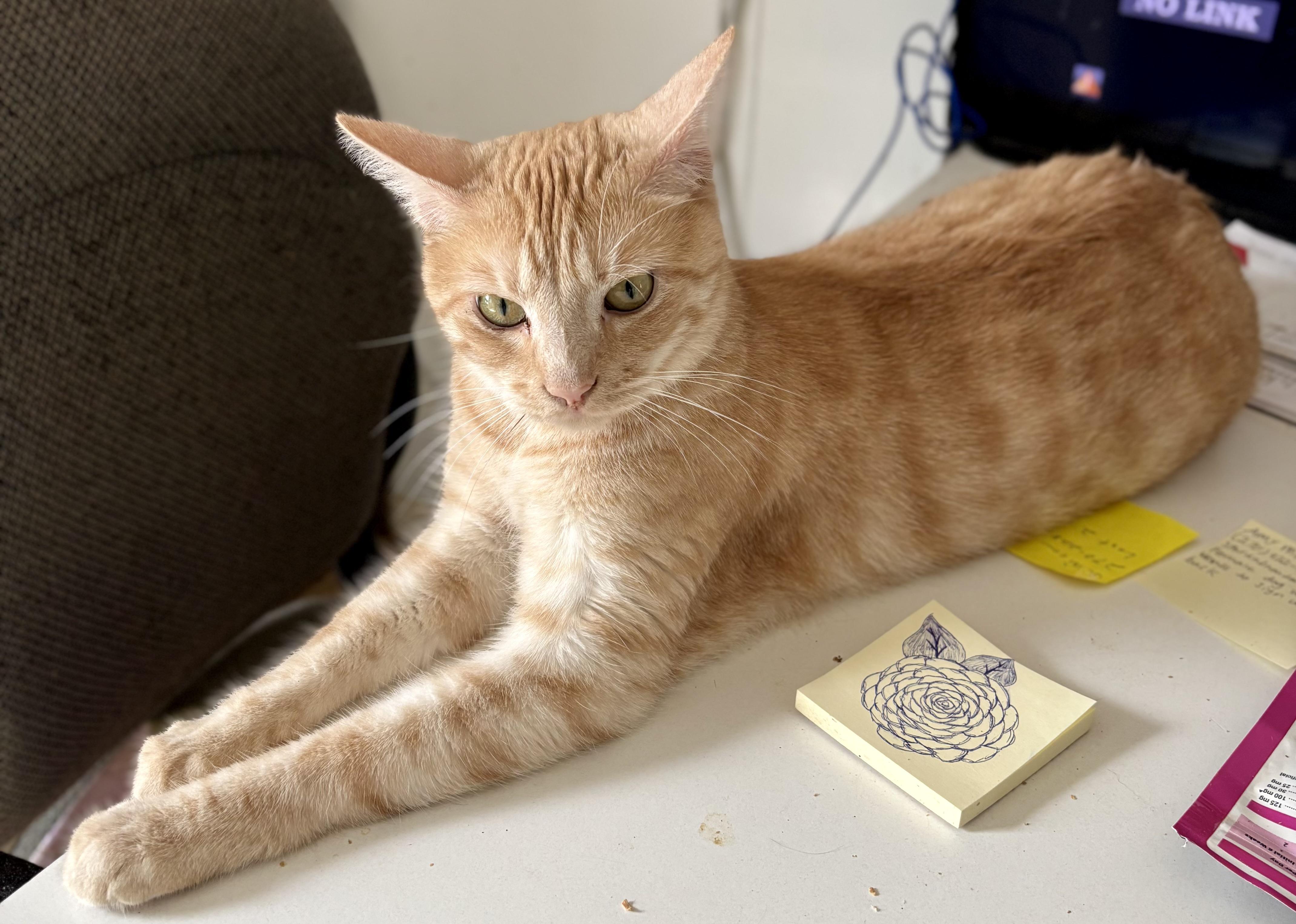 Enlarge LEO (front declawed), an adopted mixed breed in Owensboro, KY image 3/5