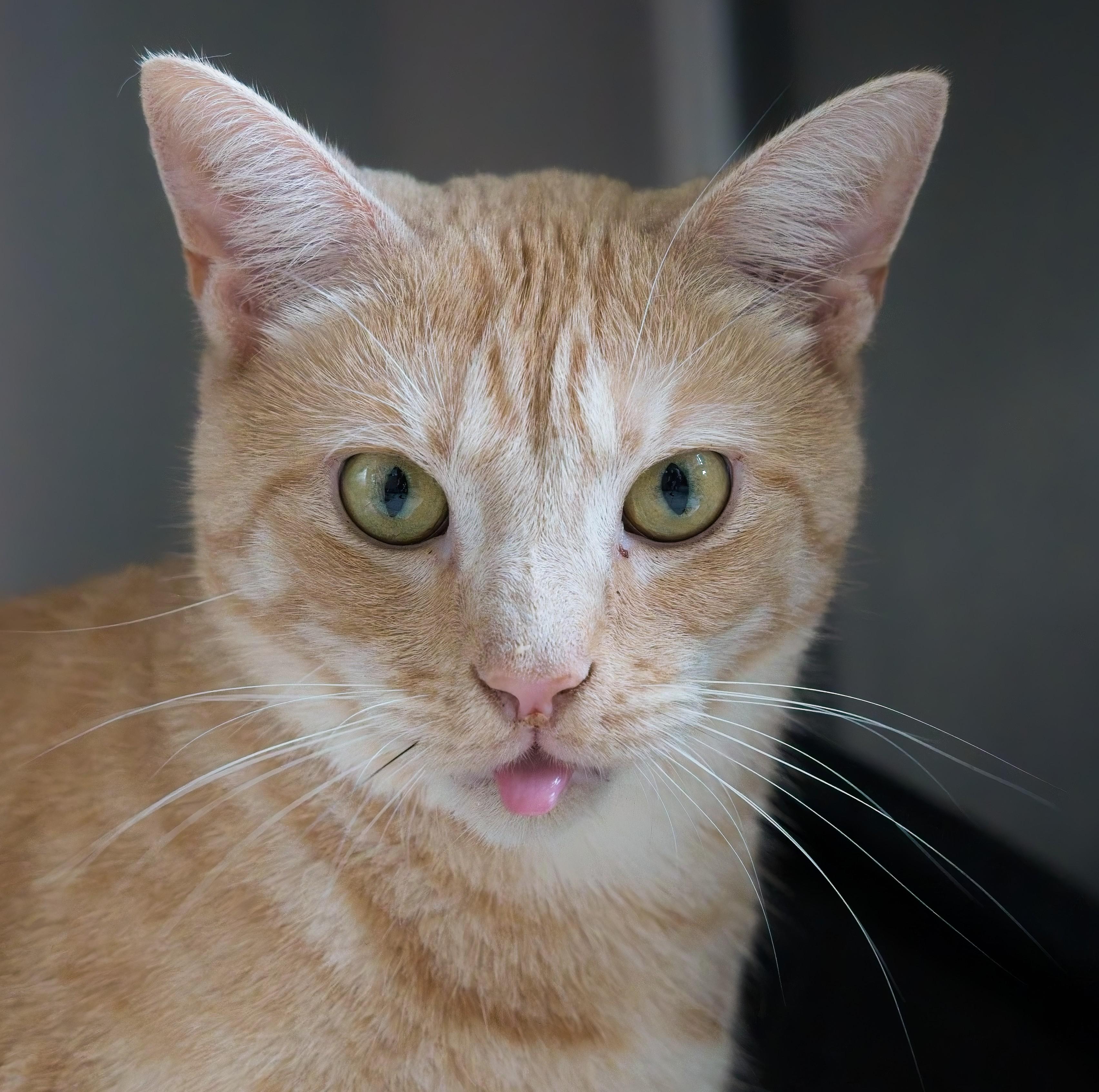 Enlarge LEO (front declawed), an adopted mixed breed in Owensboro, KY image 4/5