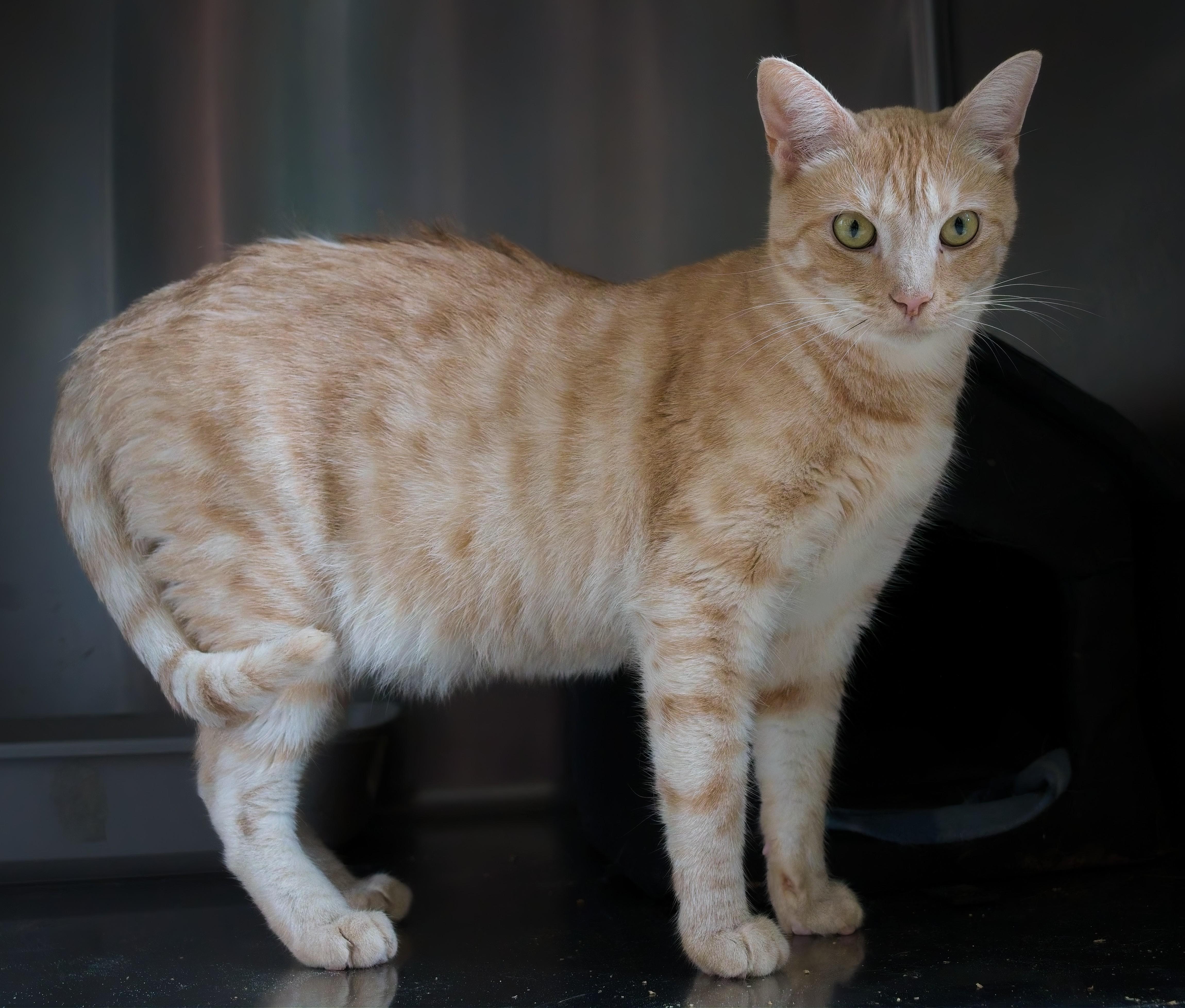 Enlarge LEO (front declawed), an adopted mixed breed in Owensboro, KY image 5/5