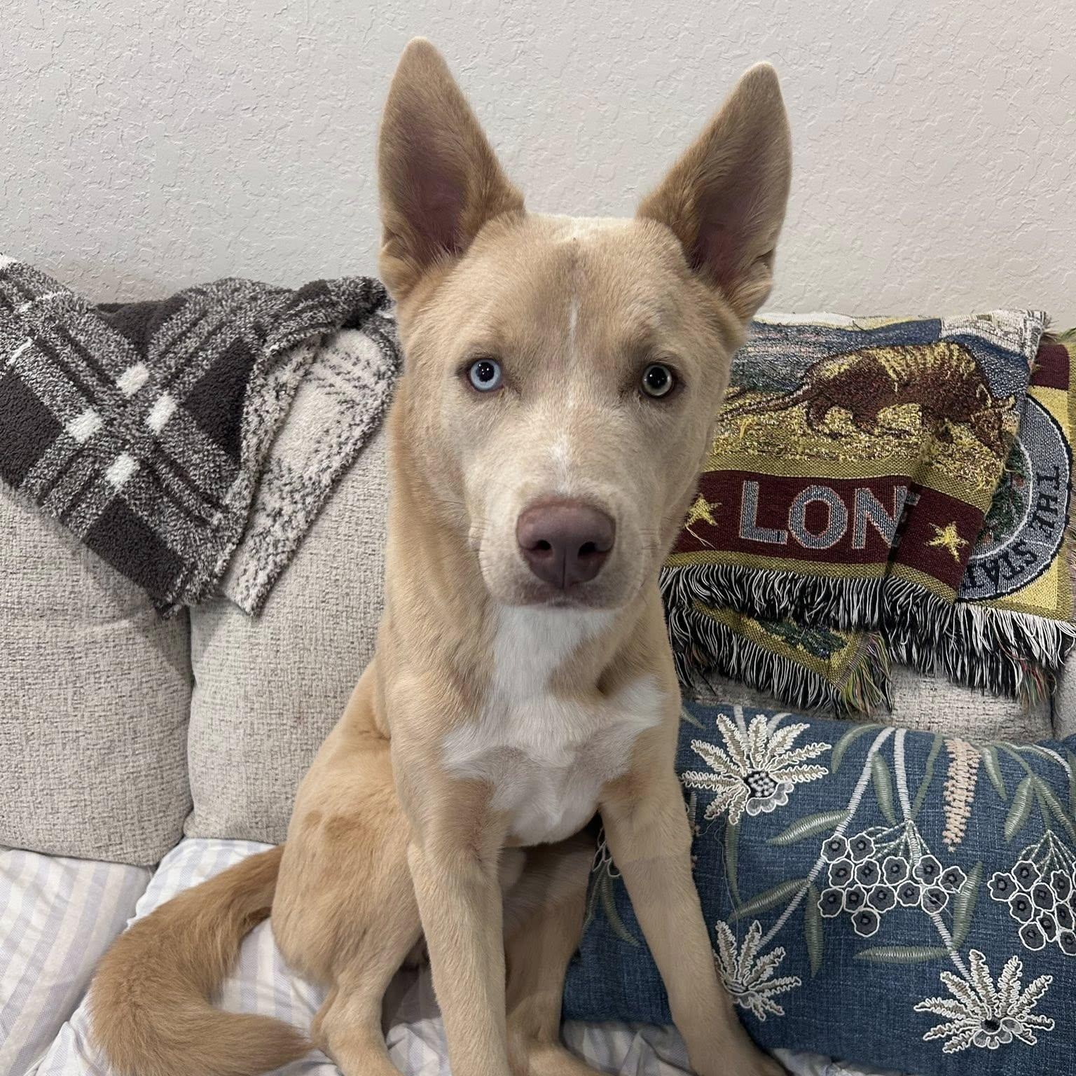 Frankie, Adoptable, Adult Male Husky.