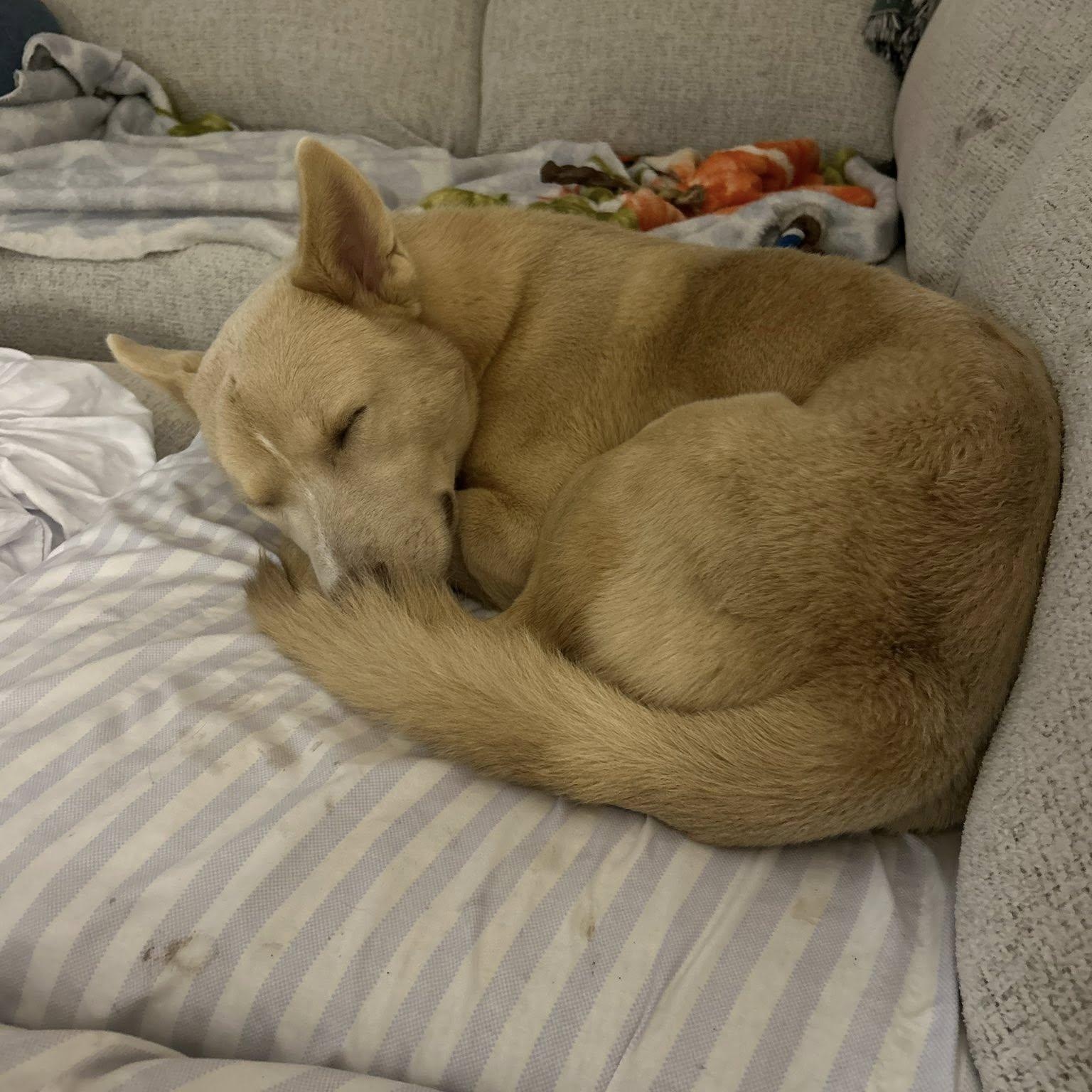 Enlarge Frankie, a Adoptable mixed breed in Portland, OR image 4/6