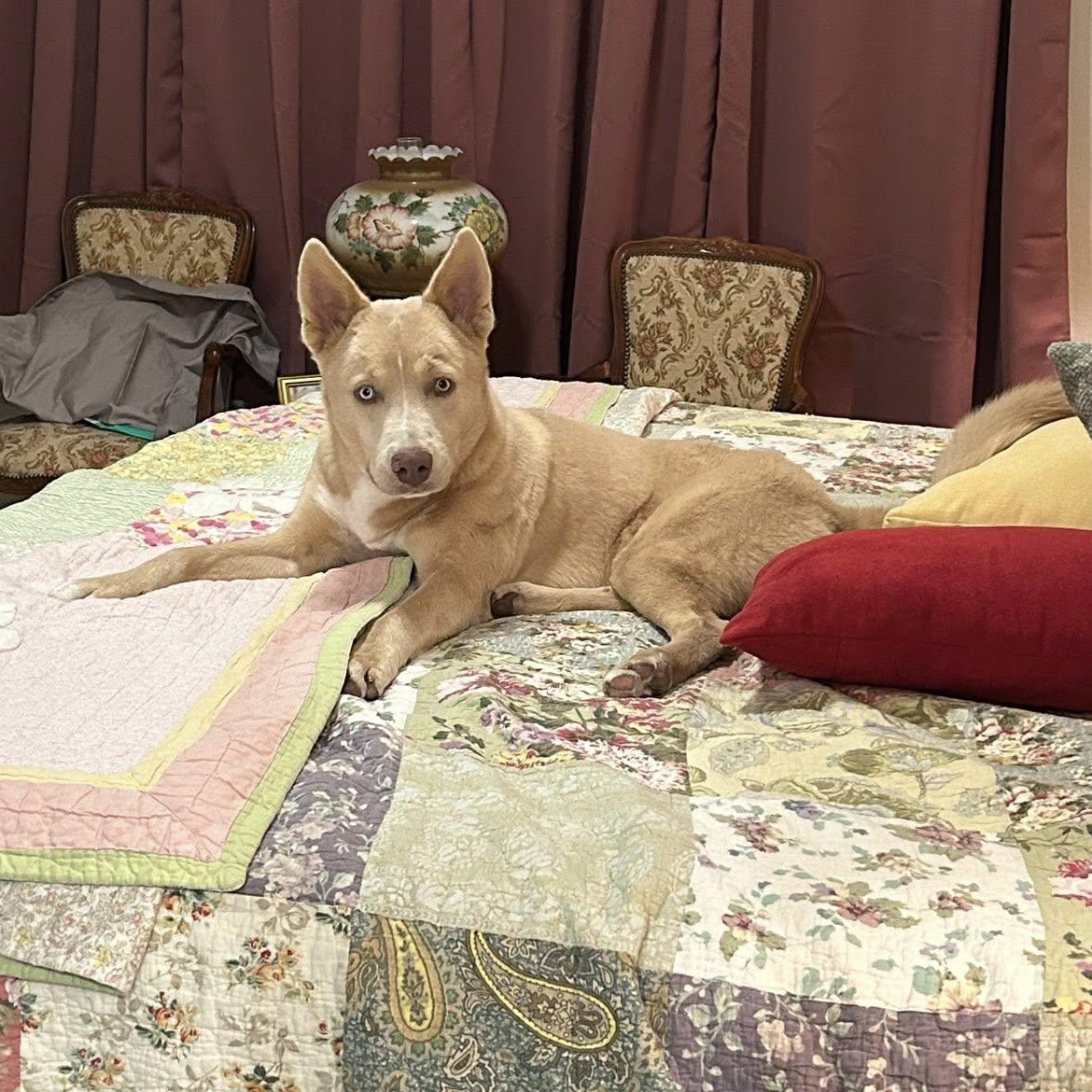 Enlarge Frankie, a Adoptable mixed breed in Portland, OR image 5/6