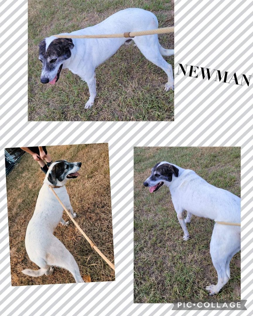 Newman, a Adoptable mixed breed in Manchester, CT image 1/2