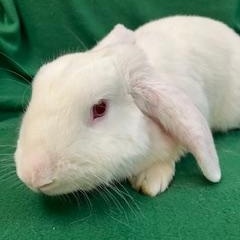 Vivaldi, a ADOPTABLE mixed breed in Haltom City, TX image 3/4