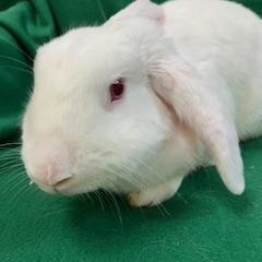 Vivaldi, adopted, Adult Male Bunny Rabbit.