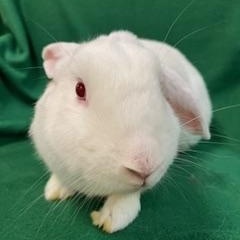 Vivaldi, a ADOPTABLE mixed breed in Haltom City, TX image 1/4
