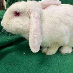 Vivaldi, a ADOPTABLE mixed breed in Haltom City, TX image 2/4