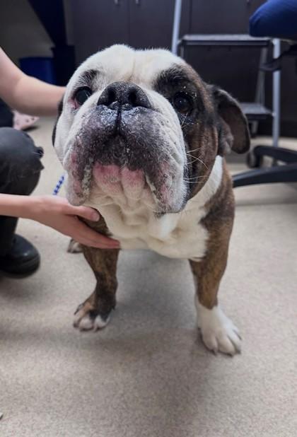 Churchill, Adoptable, Adult Male English Bulldog & Mixed Breed.