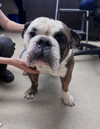 Churchill, a Adoptable mixed breed in North Richland Hills, TX image 2/2