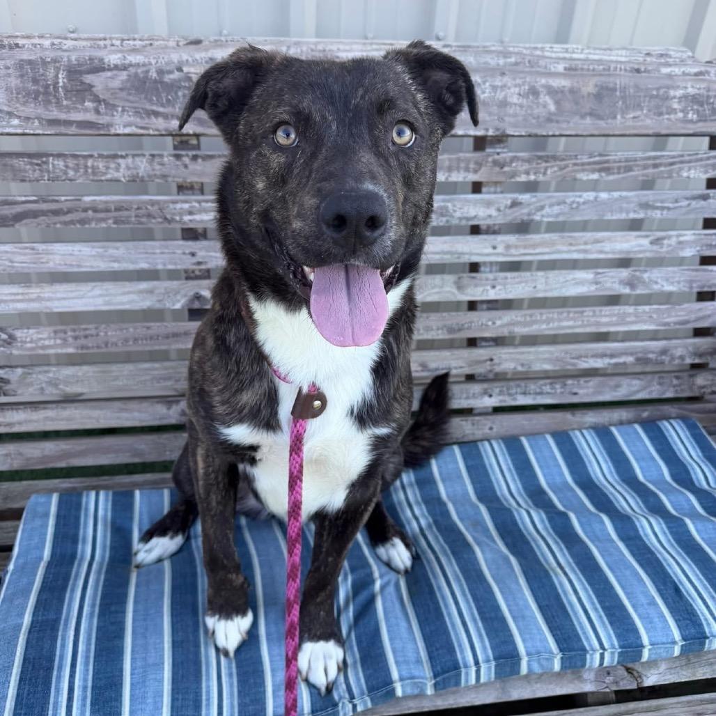 Enlarge Cash, a Adoptable mixed breed in Canton, IL image 2/6