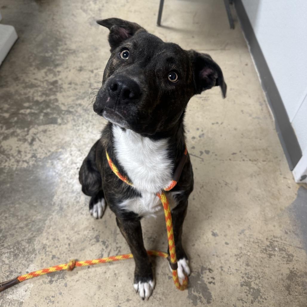 Enlarge Cash, a Adoptable mixed breed in Canton, IL image 3/6