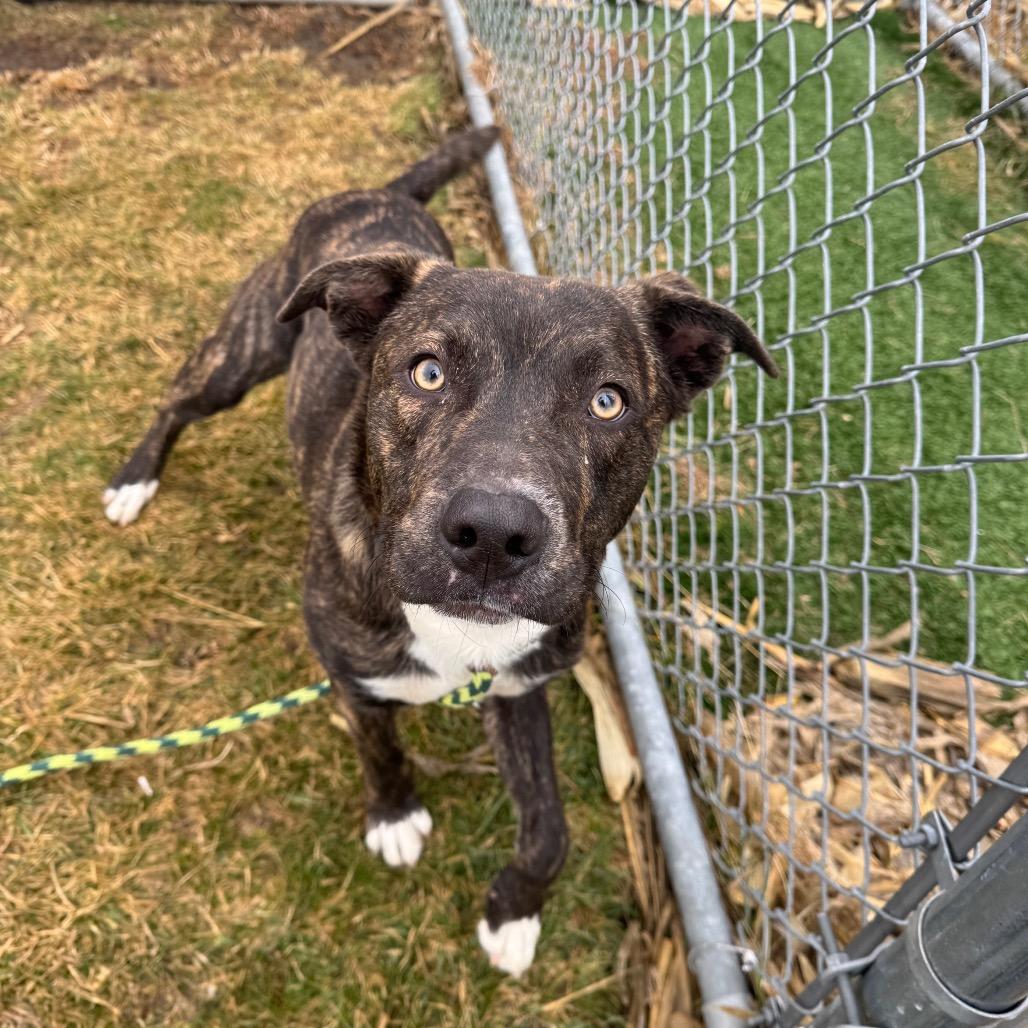 Enlarge Cash, a Adoptable mixed breed in Canton, IL image 5/6