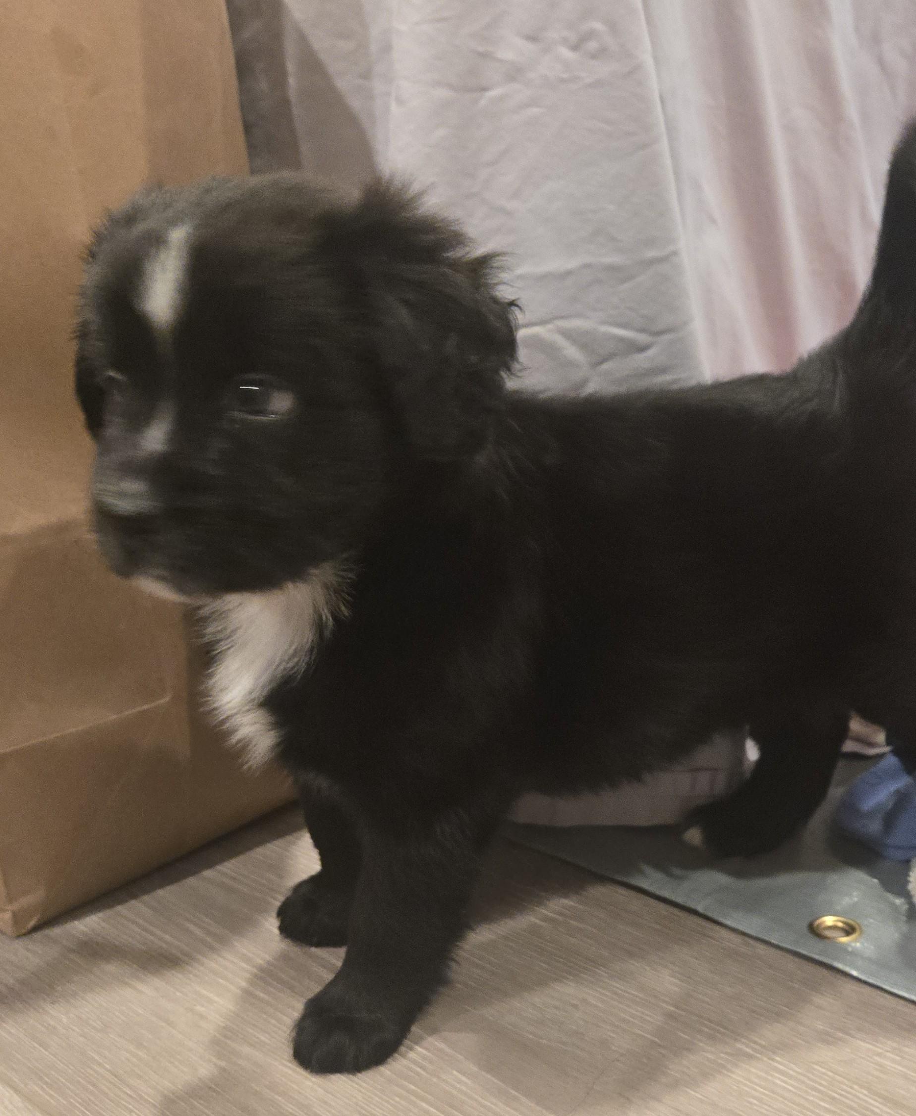 Enlarge Romy, an adopted mixed breed in Minneapolis, MN image 5/6