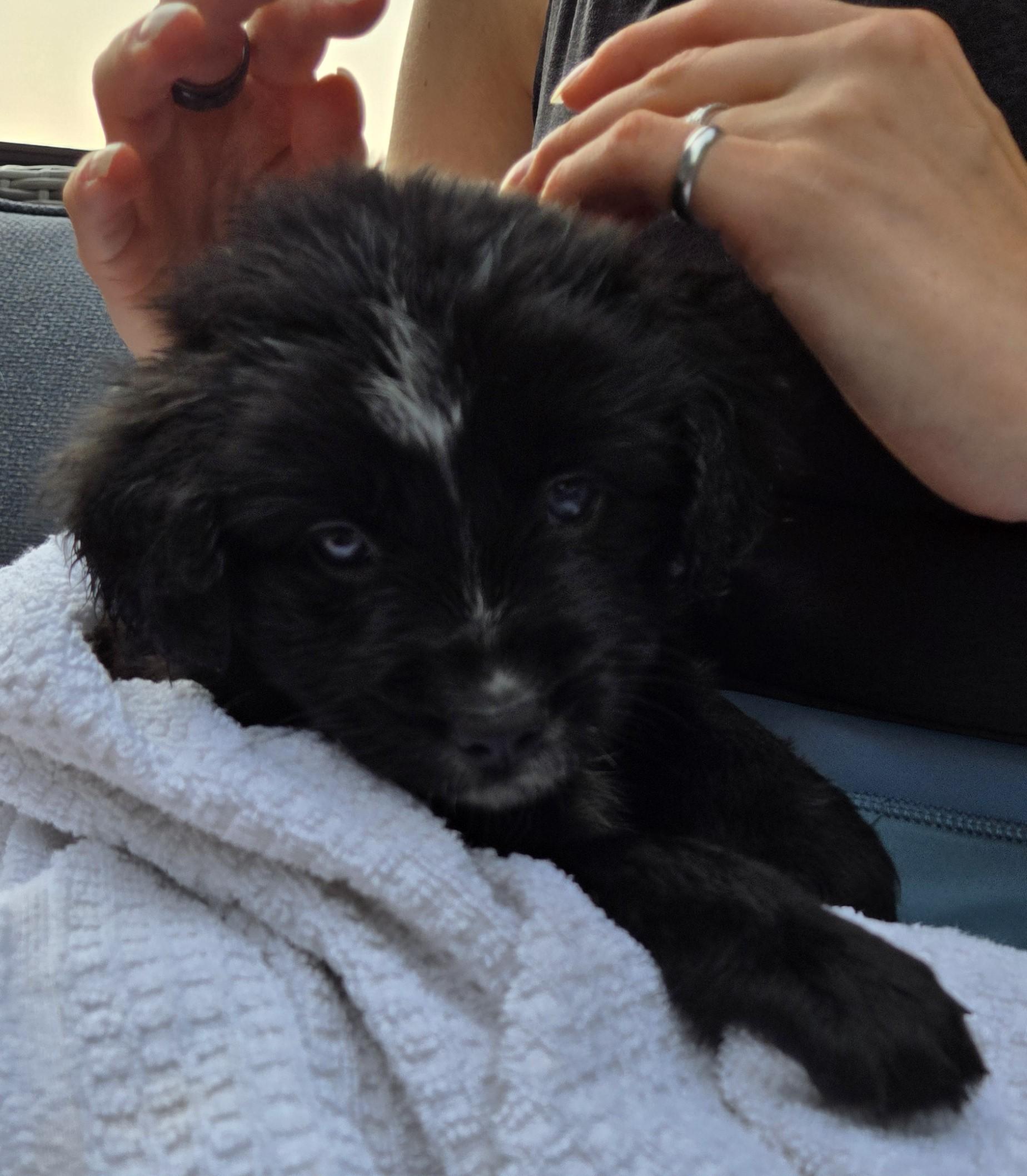Romy, adopted, Puppy Female Retriever & Poodle.