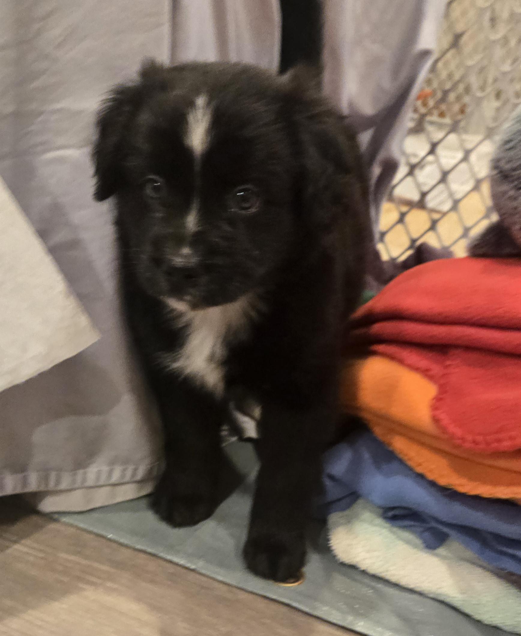 Enlarge Romy, an adopted mixed breed in Minneapolis, MN image 2/6