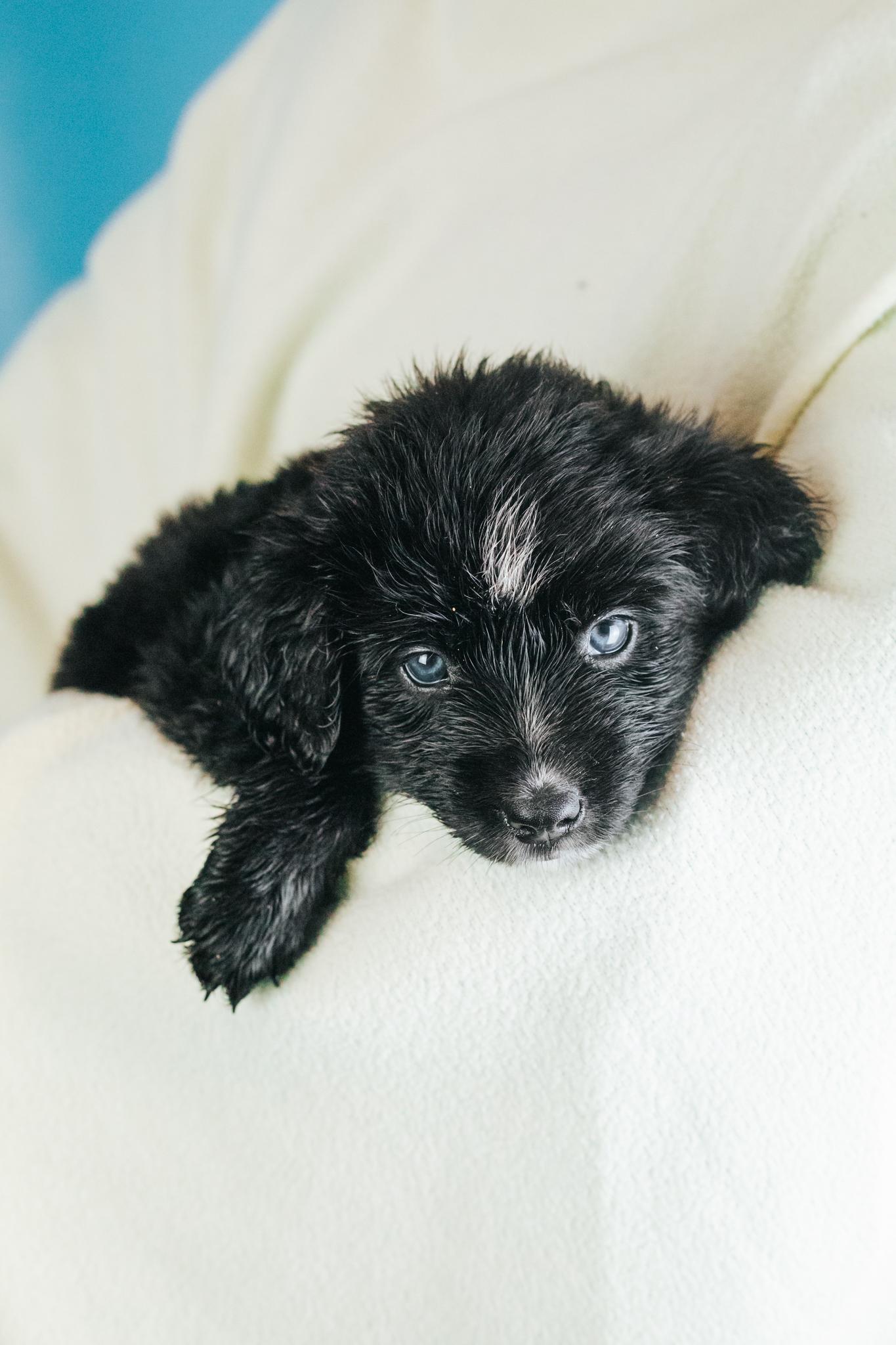 Enlarge Romy, an adopted mixed breed in Minneapolis, MN image 6/6