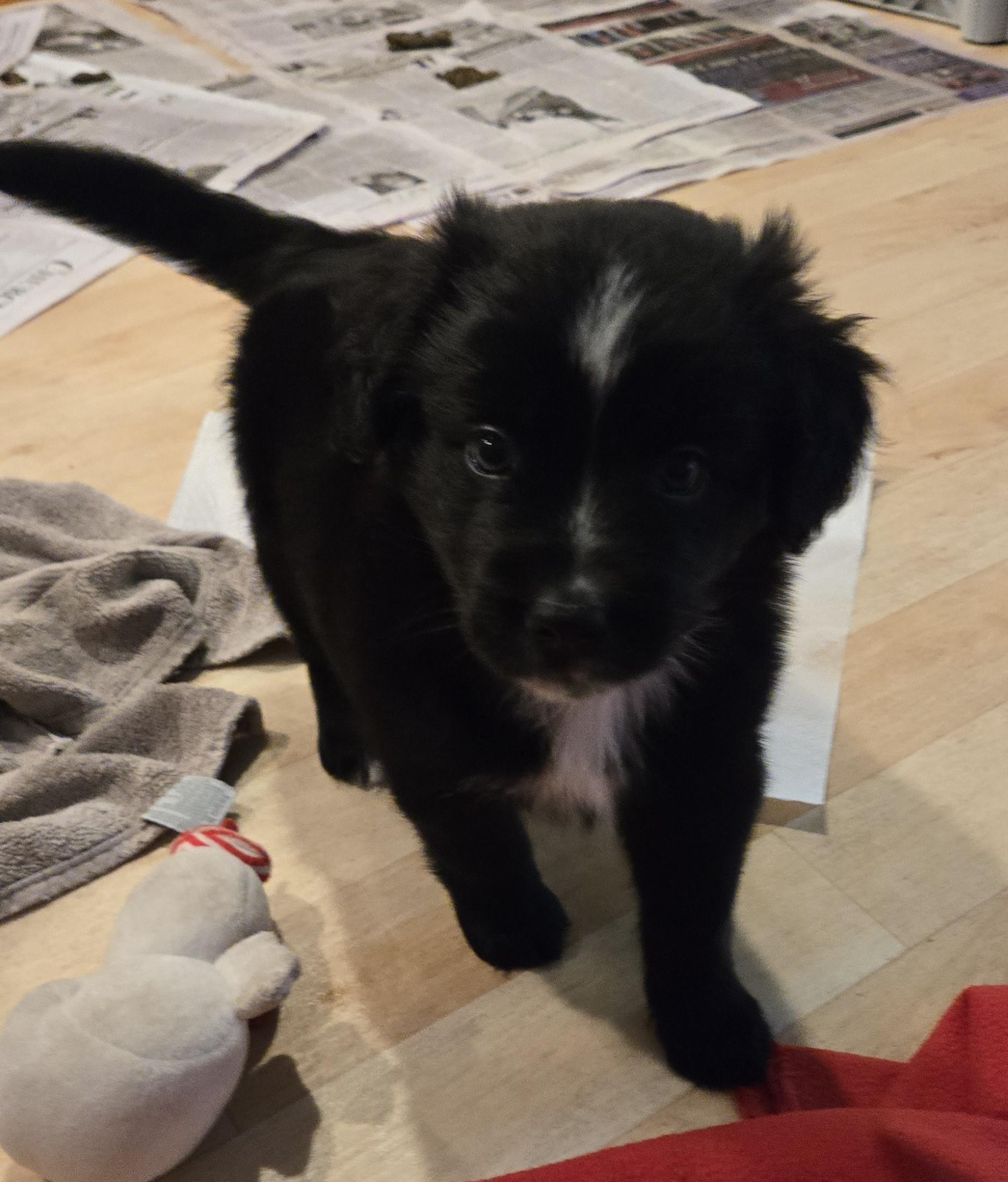 Enlarge Romy, an adopted mixed breed in Minneapolis, MN image 4/6