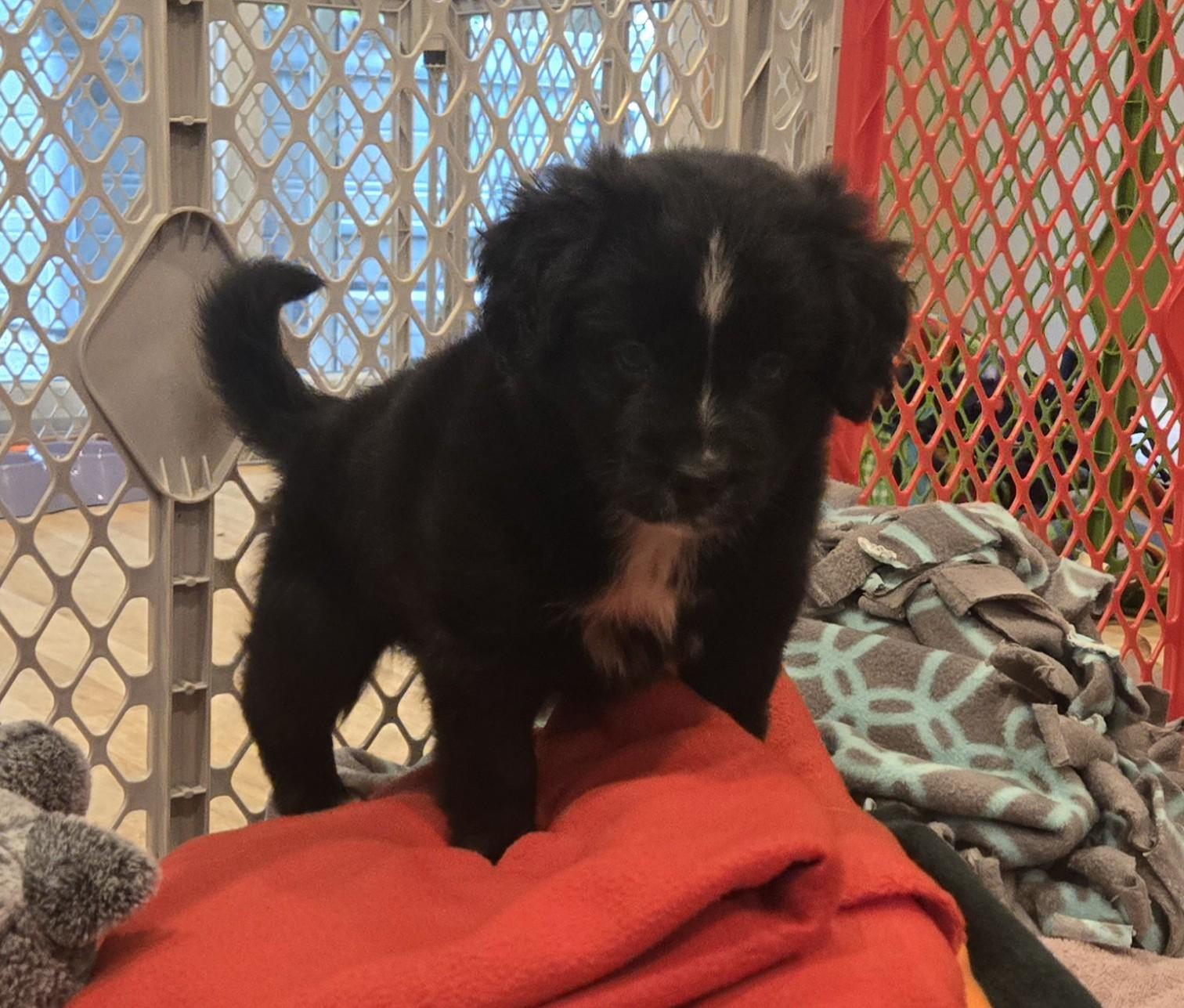 Enlarge Romy, an adopted mixed breed in Minneapolis, MN image 3/6