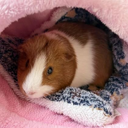 Crawly, a Adoptable Guinea Pig in Wheaton, IL image 1/3