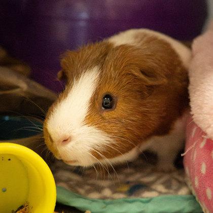 Crawly, a Adoptable Guinea Pig in Wheaton, IL image 2/3