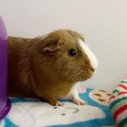 Crawly, a Adoptable Guinea Pig in Wheaton, IL image 3/3