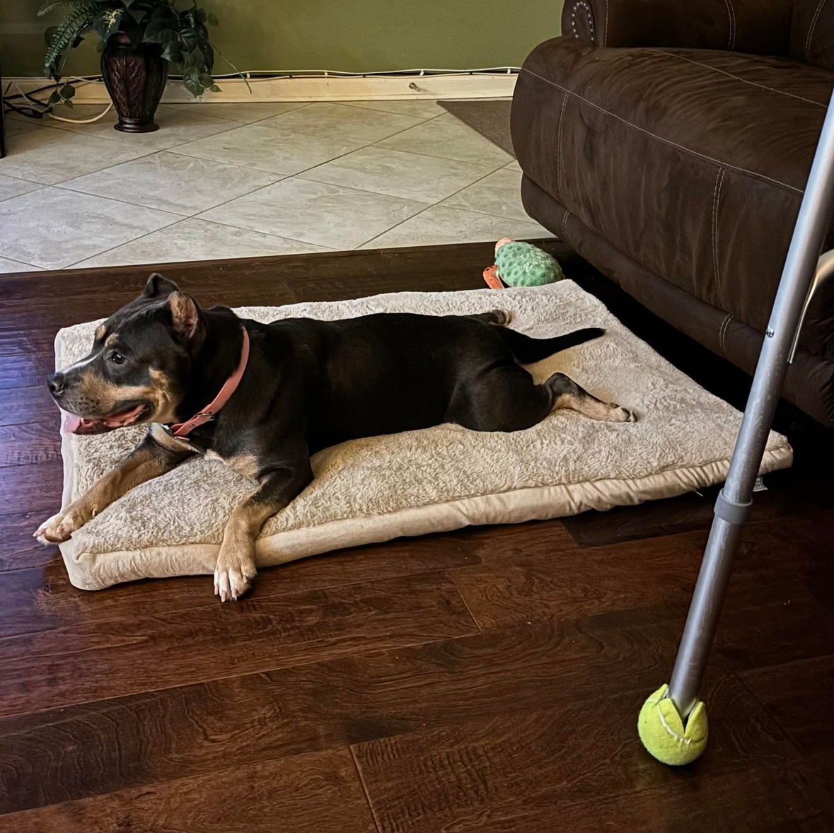 Dog for adoption Peggy, an American Bully & American Staffordshire