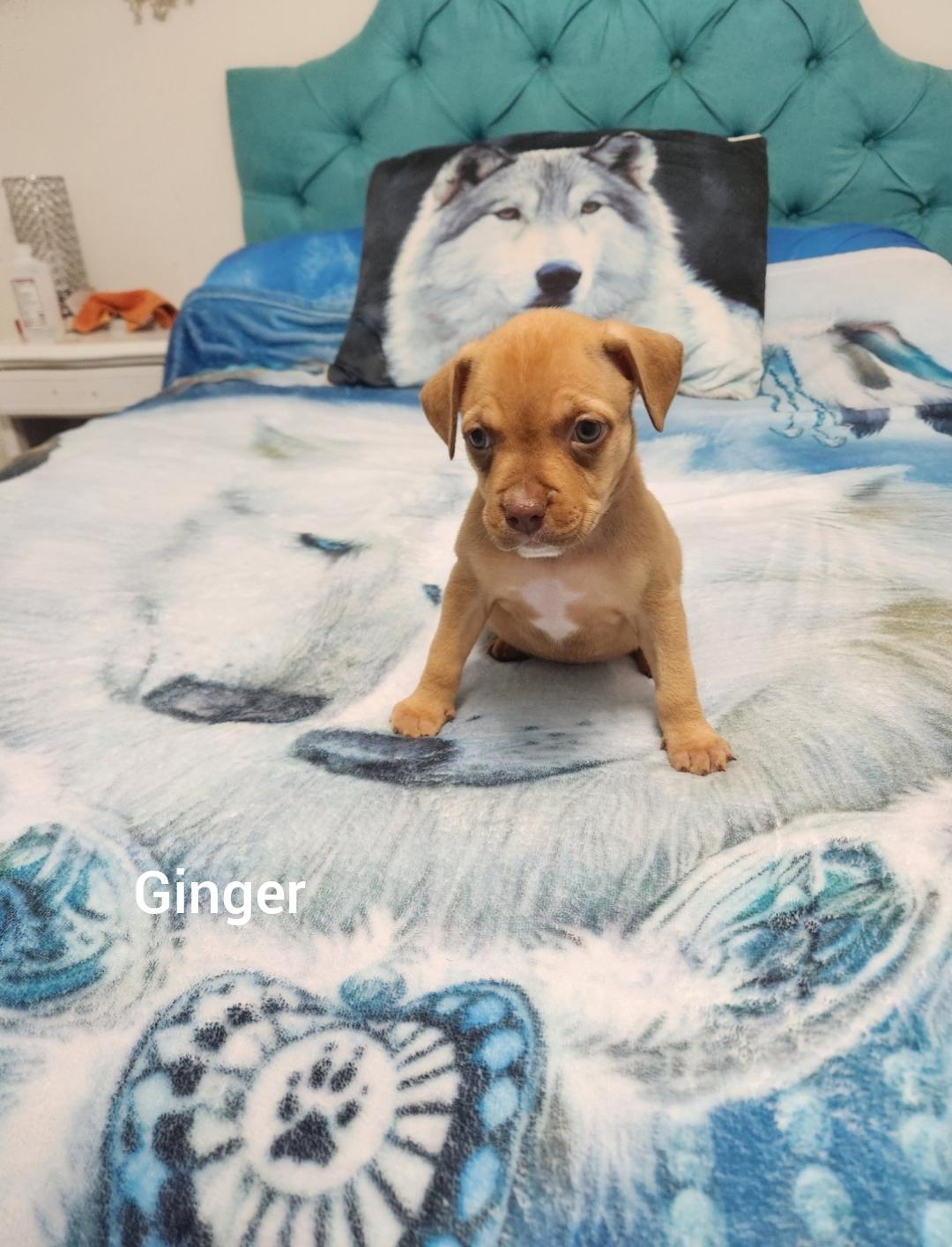 Ginger ( Orlando Fl), a Adoptable mixed breed in Orlando, FL image 3/4