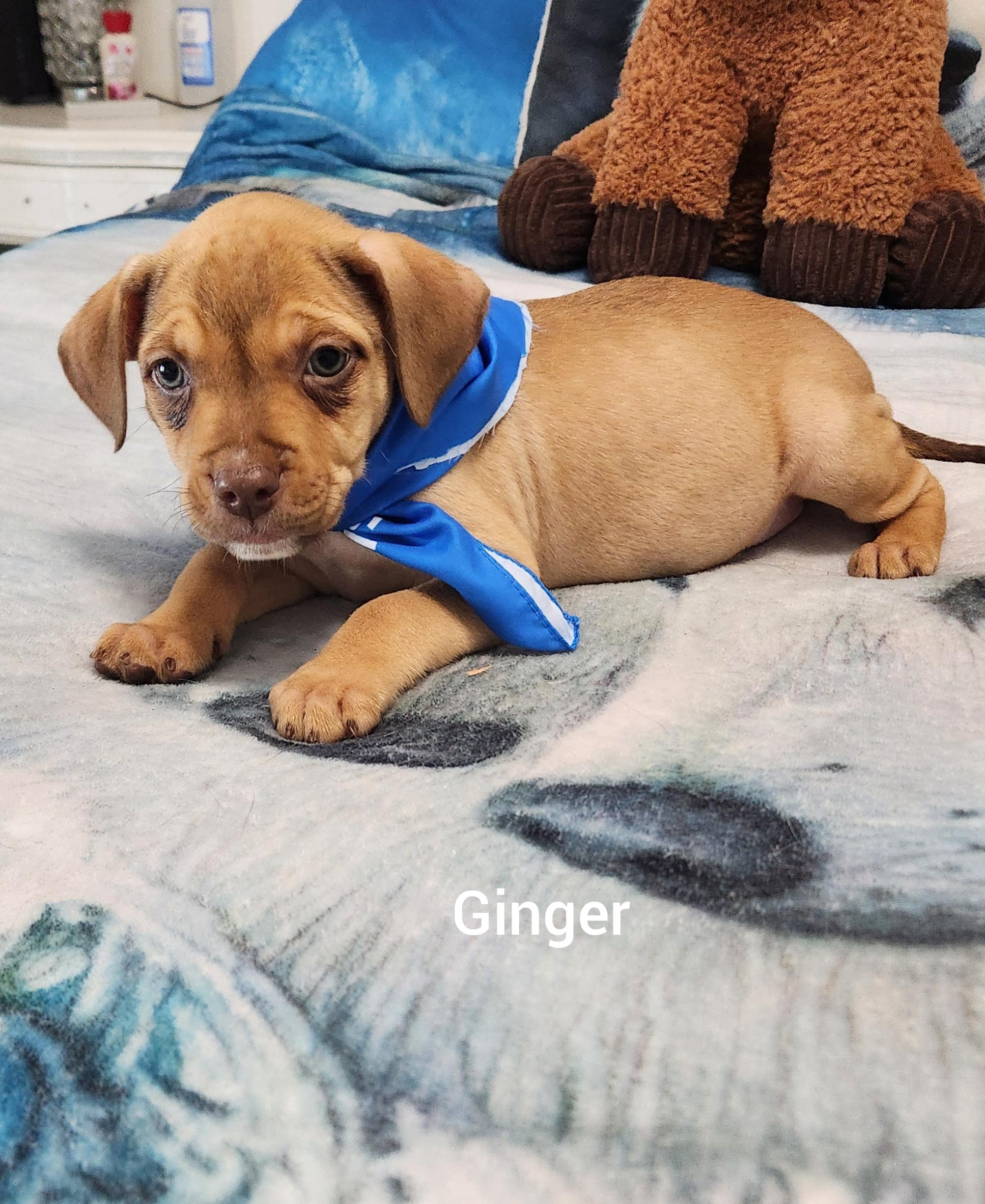 Enlarge Ginger ( Orlando Fl), an adopted mixed breed in Orlando, FL image 1/5