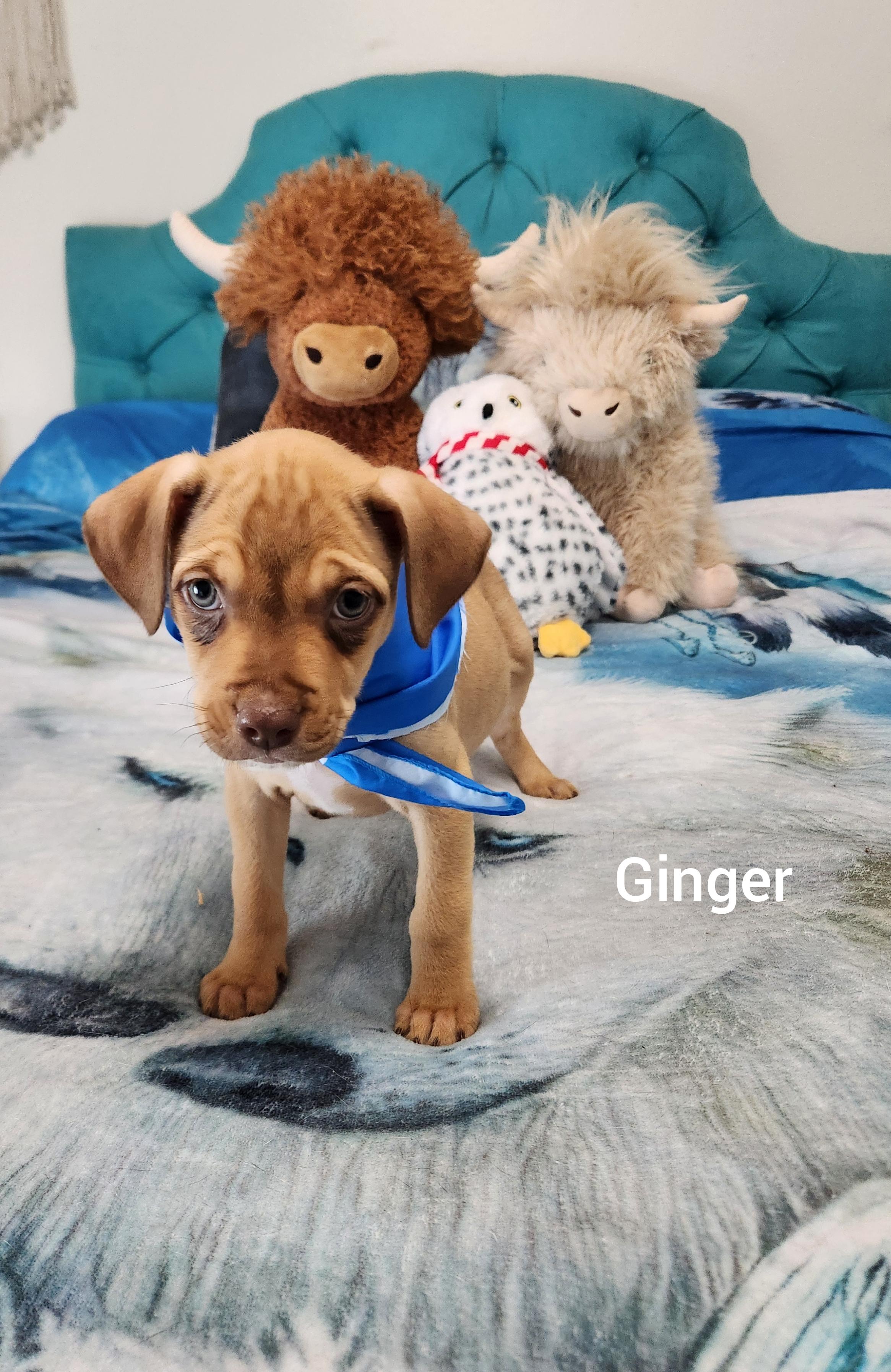 Enlarge Ginger ( Orlando Fl), an adopted mixed breed in Orlando, FL image 5/5