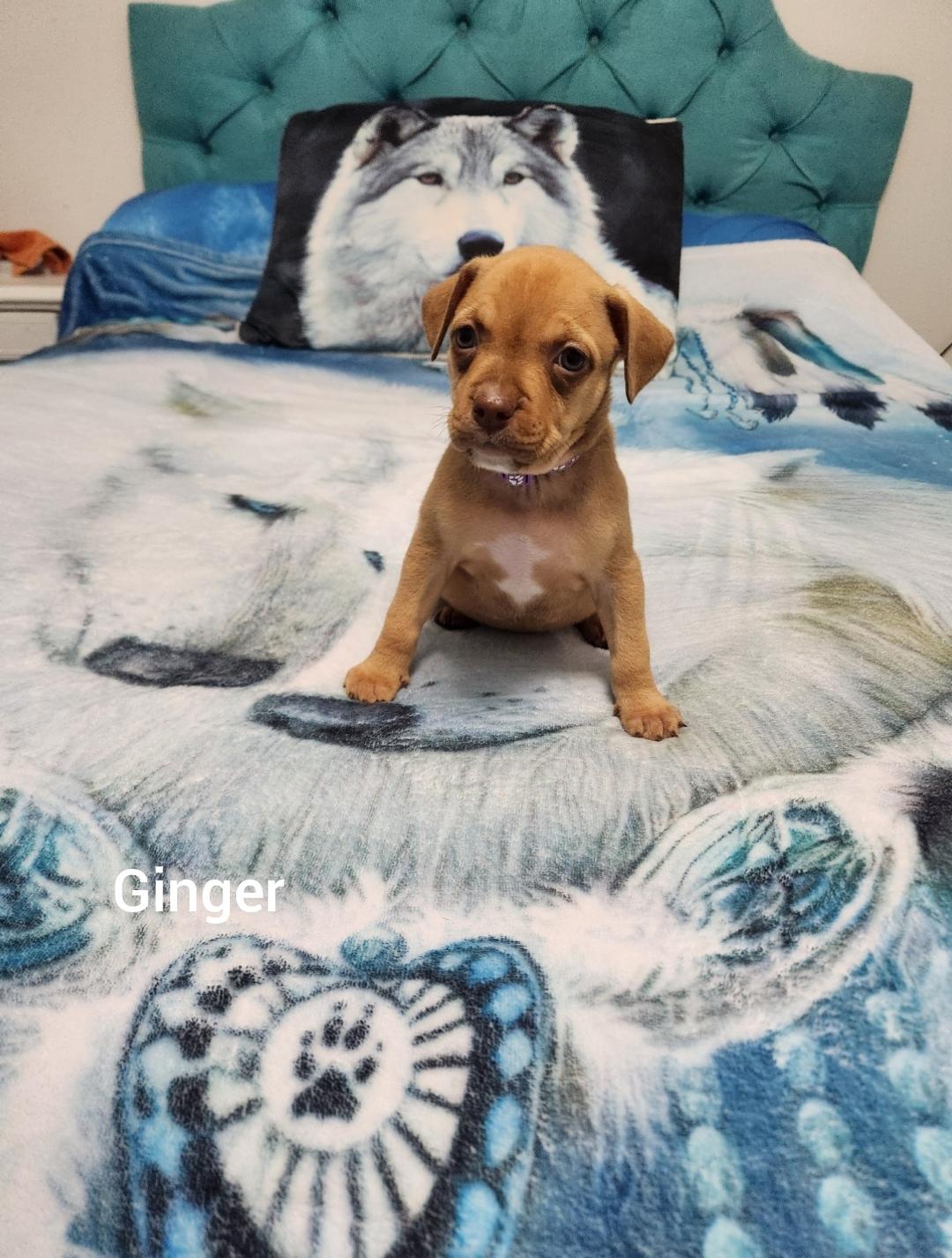 Ginger ( Orlando Fl), a Adoptable mixed breed in Orlando, FL image 2/4