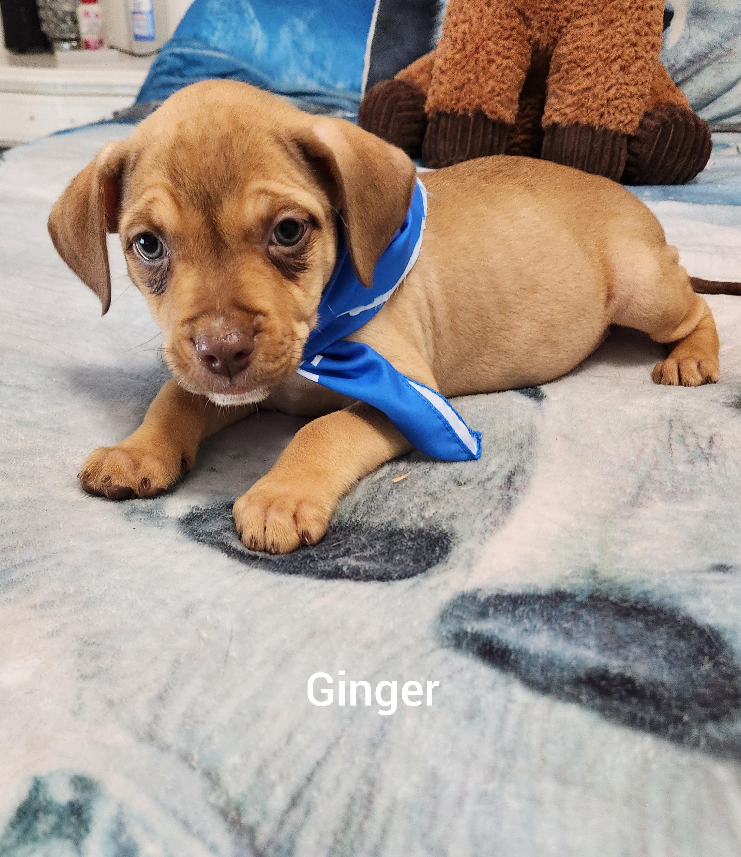 Enlarge Ginger ( Orlando Fl), an adopted mixed breed in Orlando, FL image 4/5