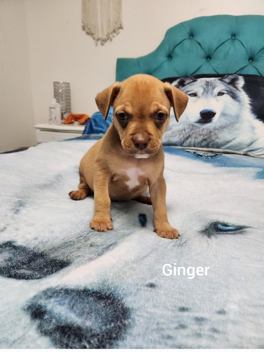 Ginger ( Orlando Fl), a Adoptable mixed breed in Orlando, FL image 4/4