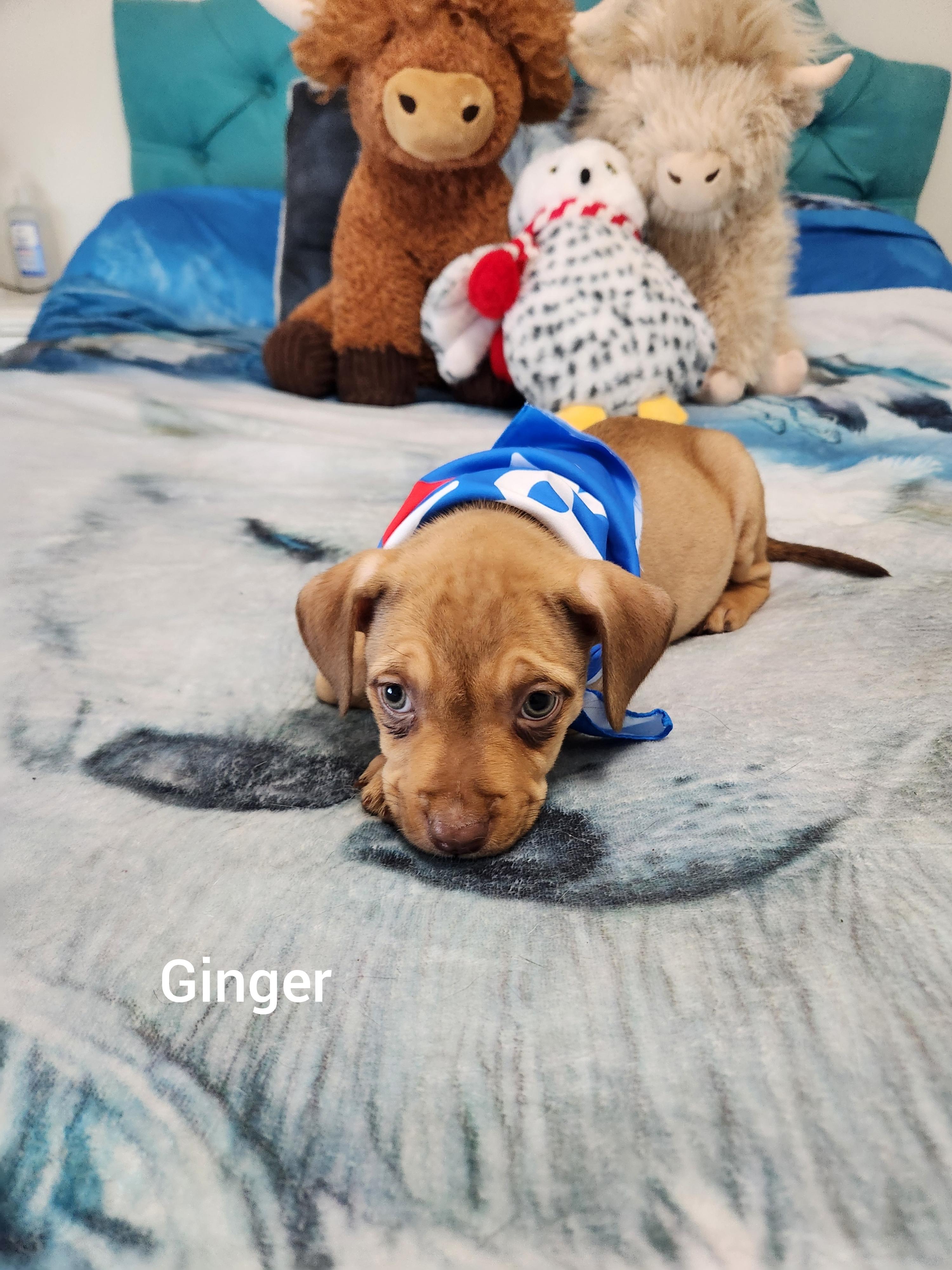 Enlarge Ginger ( Orlando Fl), an adopted mixed breed in Orlando, FL image 2/5