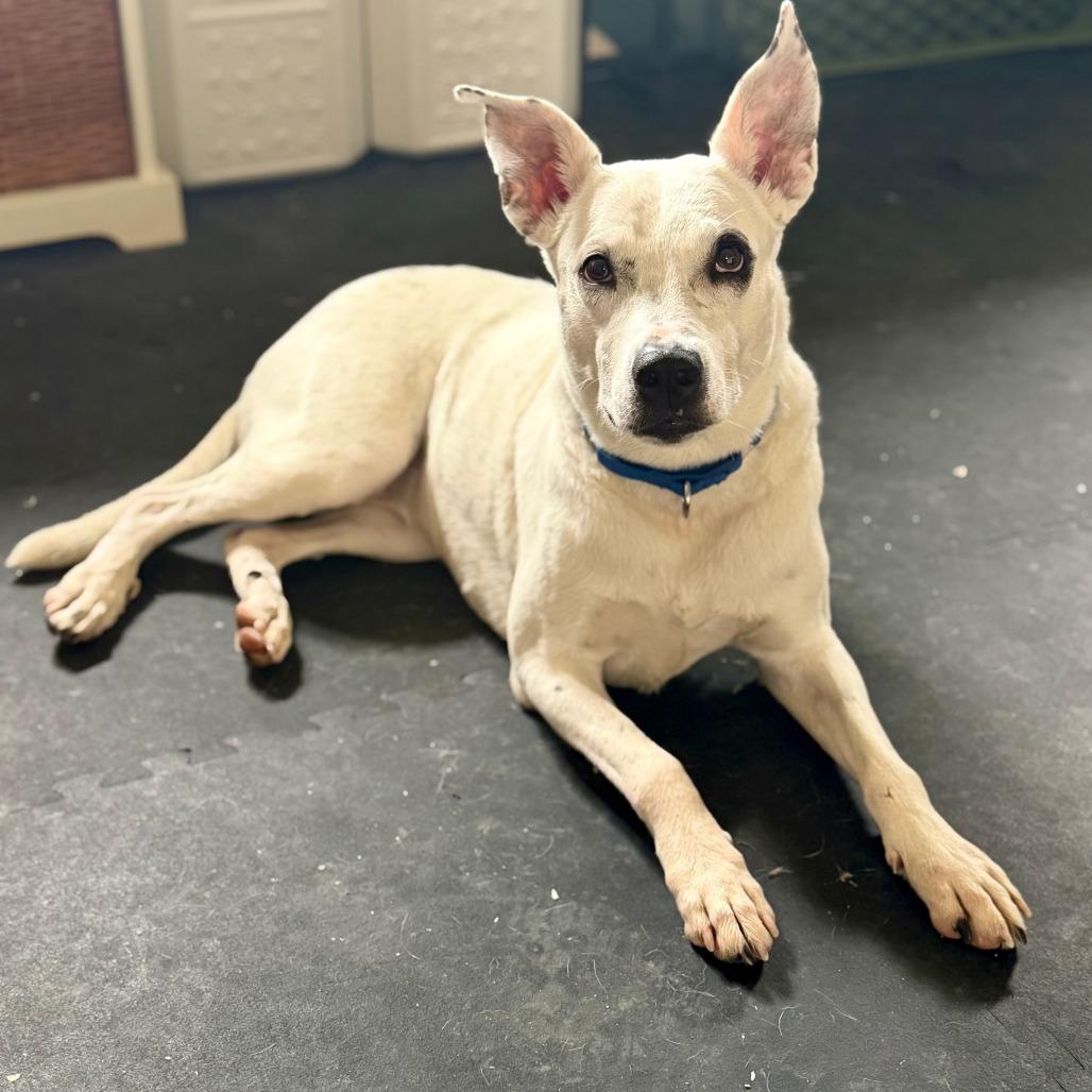 Daisy, Adoptable, Adult Female Cattle Dog & Mixed Breed.