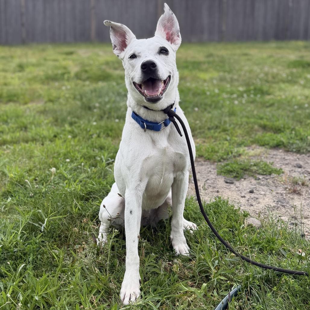 Daisy, a Adoptable mixed breed in Whitman, MA image 1/6