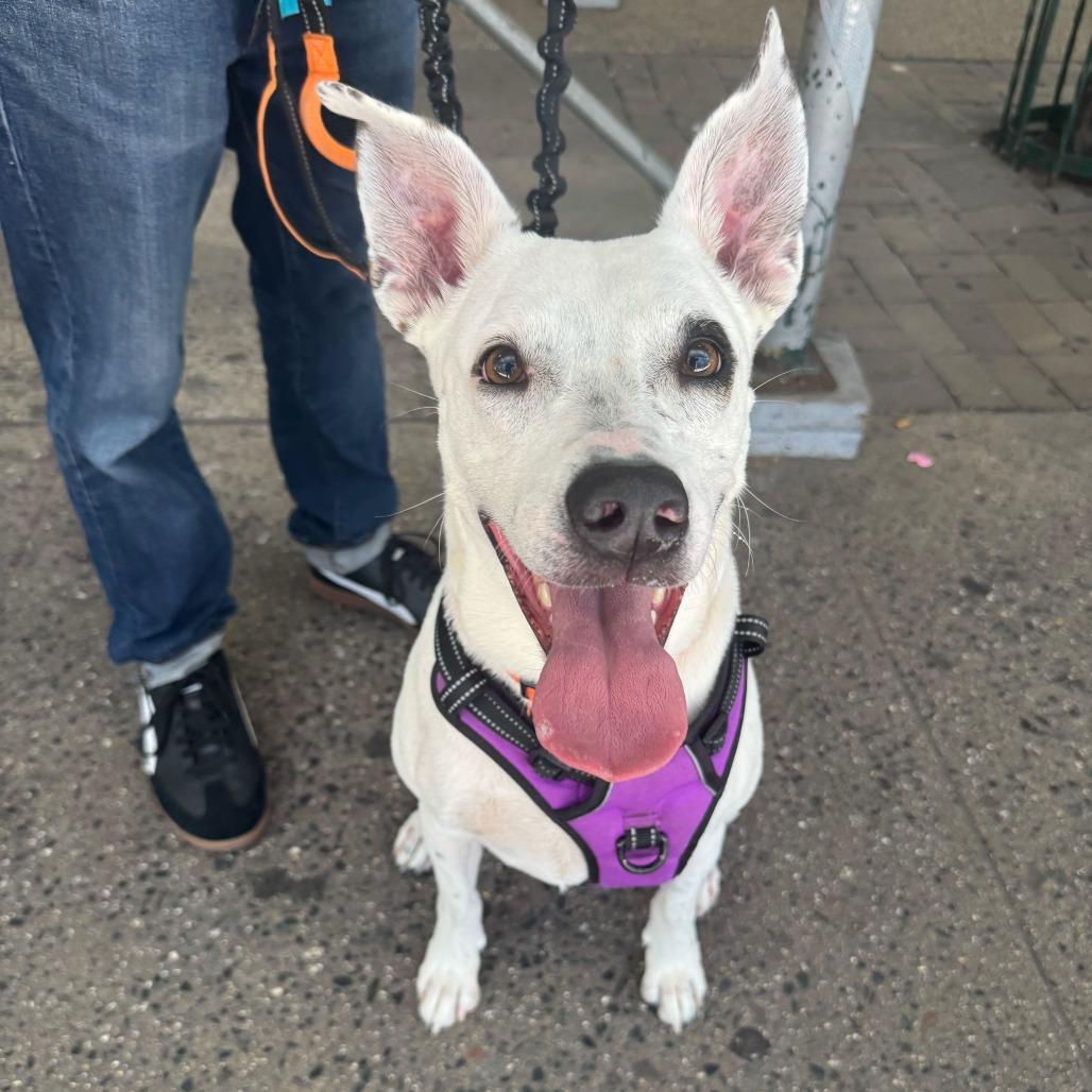 Enlarge Daisy, a Adoptable mixed breed in Brooklyn, NY image 2/6
