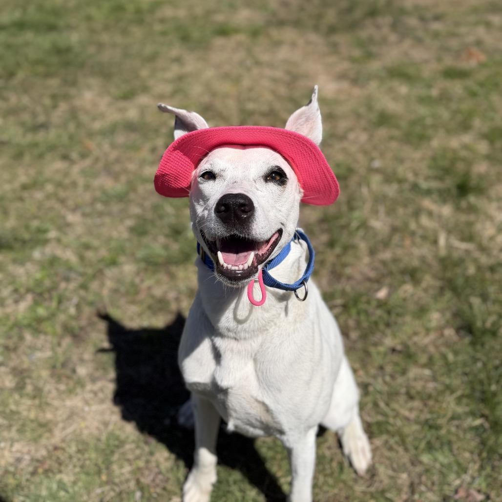 Daisy, a Adoptable mixed breed in Brooklyn, NY image 2/6