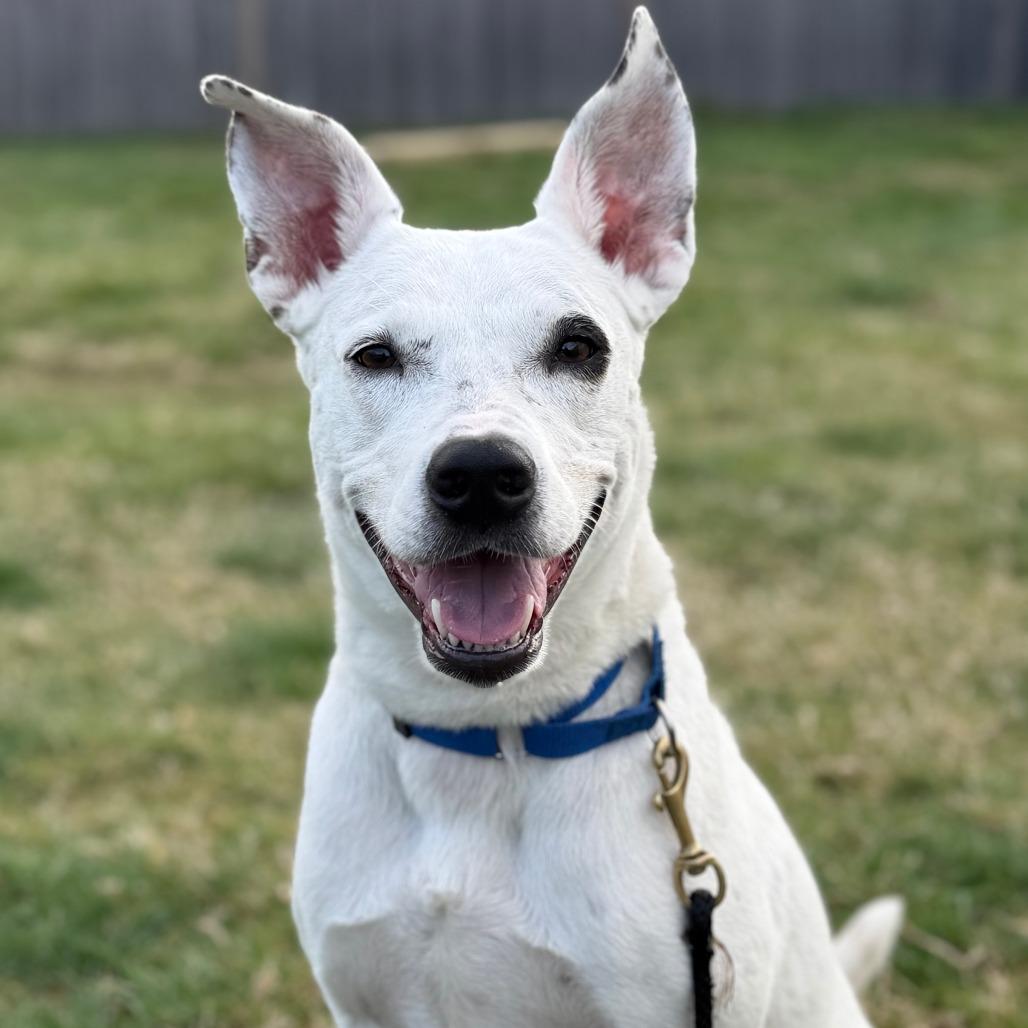Enlarge Daisy, a Adoptable mixed breed in Brooklyn, NY image 3/6