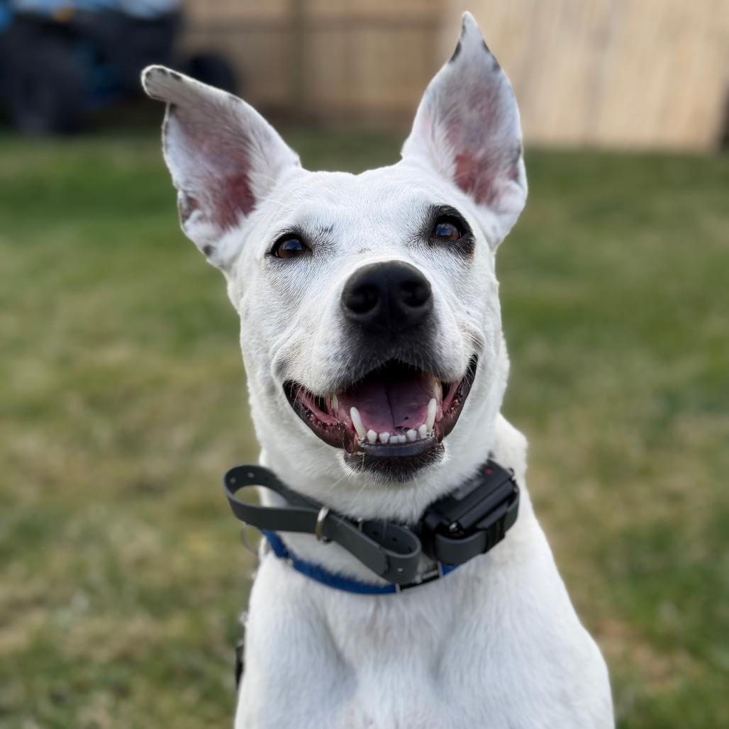 Enlarge Daisy, a Adoptable mixed breed in Brooklyn, NY image 4/6