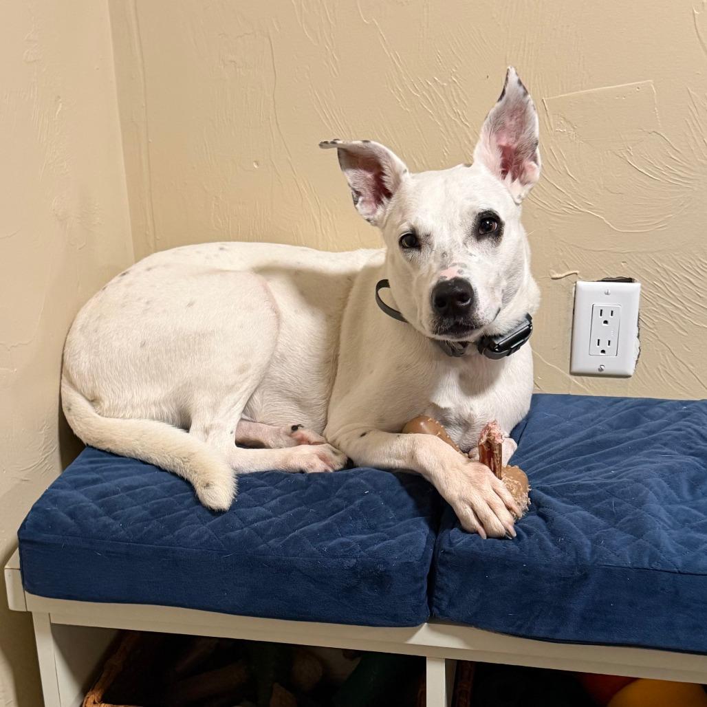 Enlarge Daisy, a Adoptable mixed breed in Brooklyn, NY image 5/6