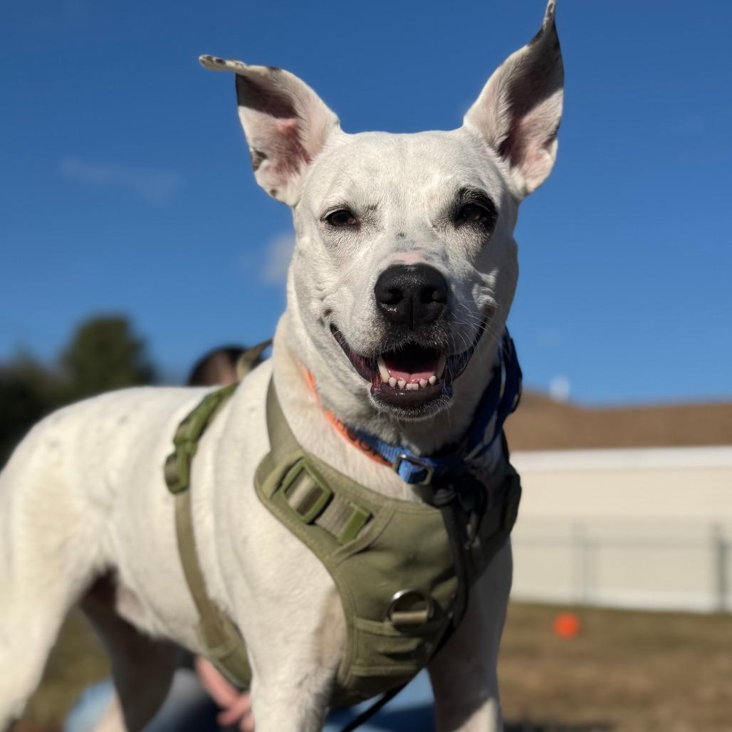Enlarge Daisy, a Adoptable mixed breed in Brooklyn, NY image 6/6