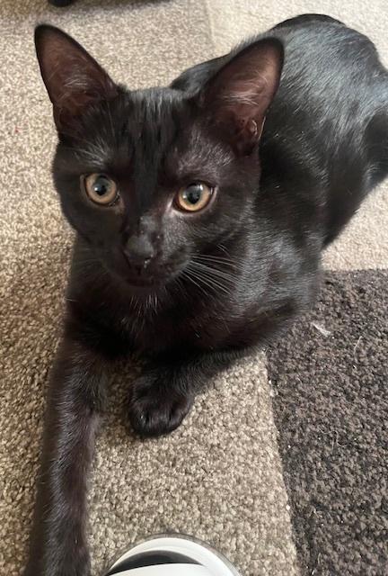 Enlarge Phoebe, a Adopted Domestic Short Hair in Virginia Beach, VA image 1/1