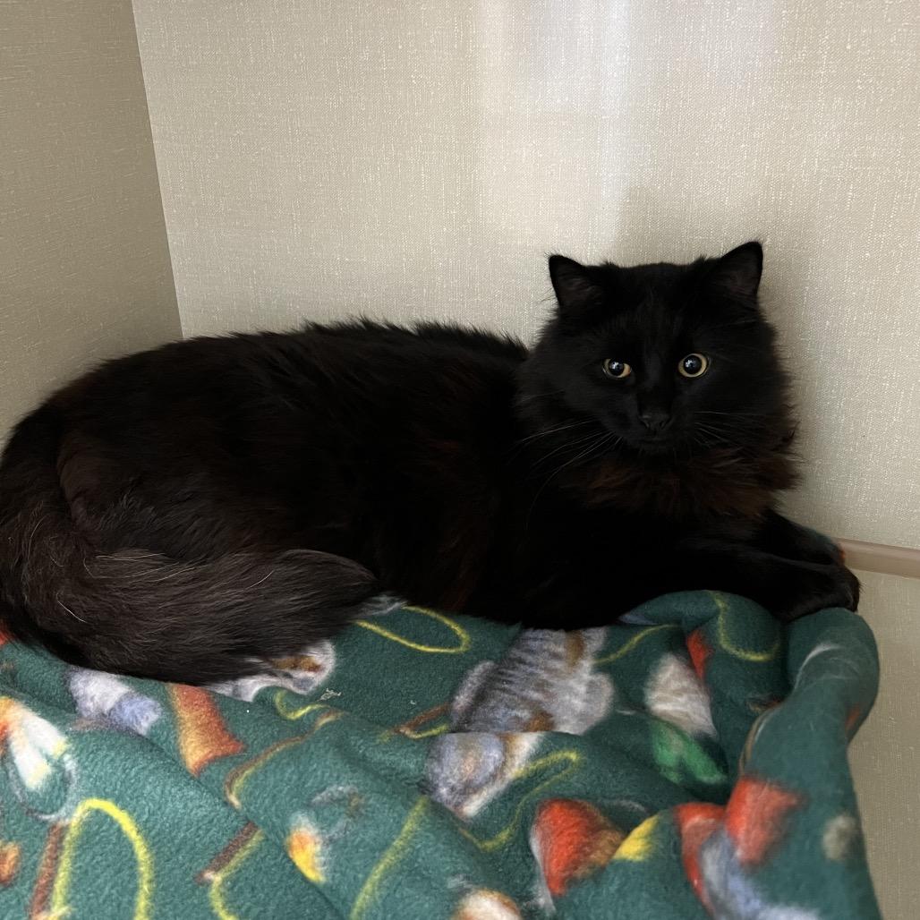 Scrooge, a Adoptable Domestic Long Hair in Keizer, OR image 1/3