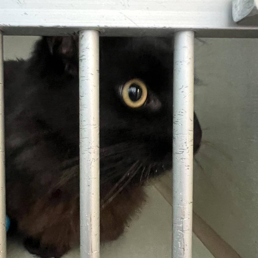 Scrooge, a Adoptable Domestic Long Hair in Keizer, OR image 2/3