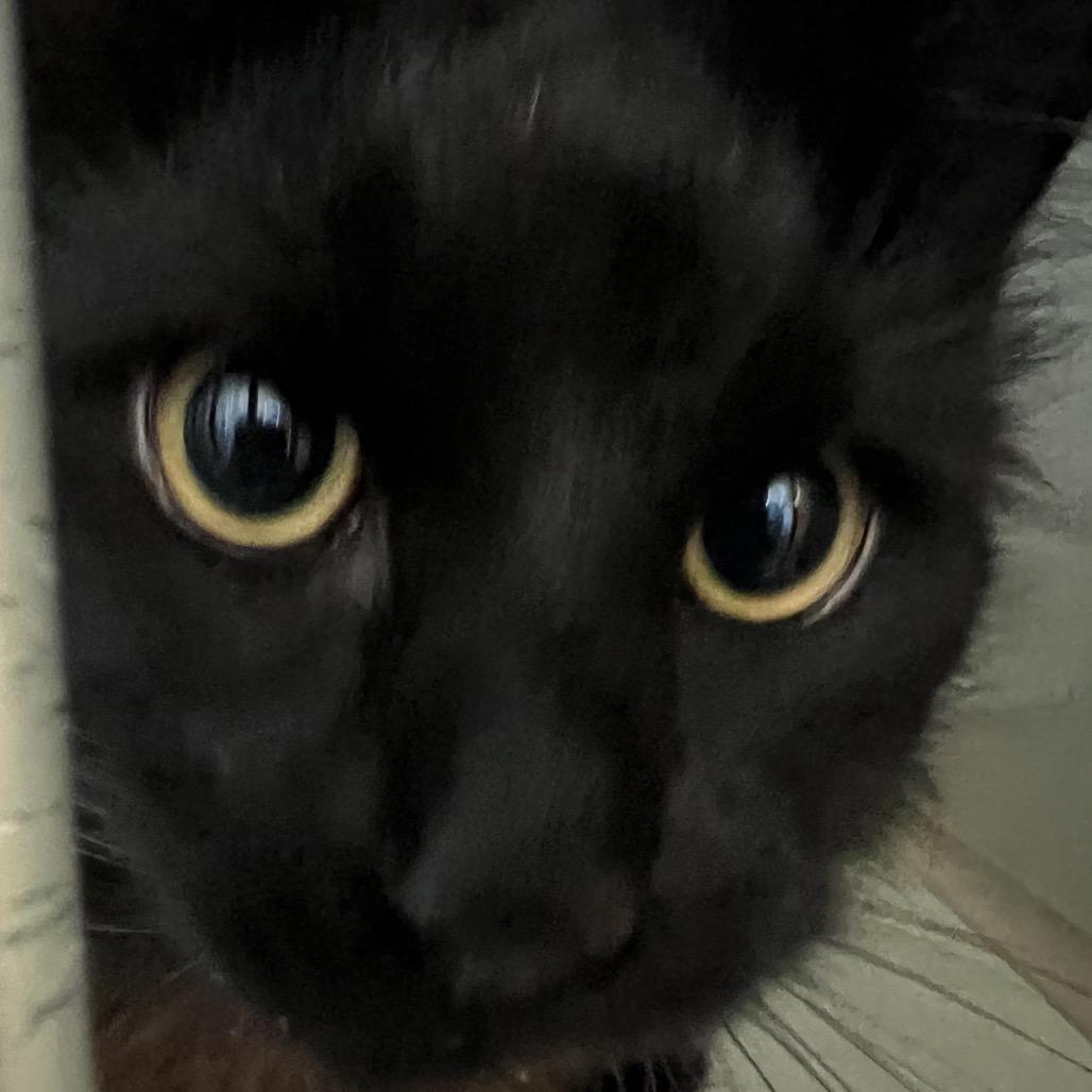 Scrooge, a Adoptable Domestic Long Hair in Keizer, OR image 3/3