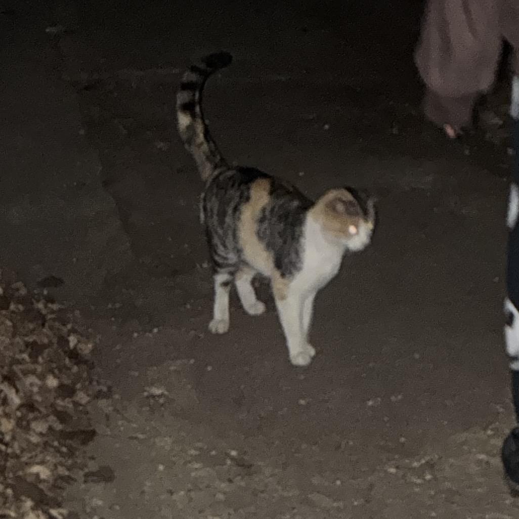 Found Elmore — thumbnail 2